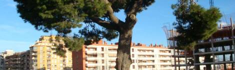 El Pi de La Remunta, possiblement l'arbre més vell de l'Hospitalet, en perill.